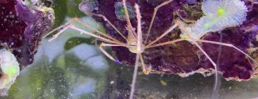 Stenorhynchus seticornis - Gespenster / Pfeil-Krabbe